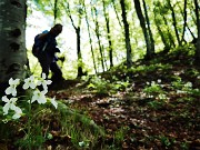 35 Scendendo da Cima di Muschiada traccia-sentierino fiorito di Dentaria minore (Cardamine bulbifera)